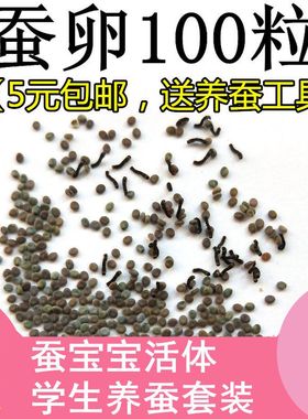 蚕卵送套装活体养蚕彩丝养金丝小蚕种蚕宝宝桑叶工具新鲜嫩学生蚕