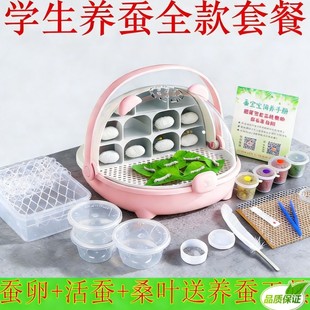 蚕宝宝活物幼蚕1龄234龄小蚕学生科学养蚕套装春蚕七彩蚕蚕卵桑叶