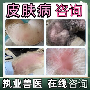 宠物医生在线咨询犬猫咪狗狗皮肤病问题线上皮肤病网上兽医咨询