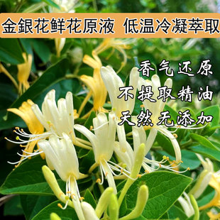 天然金银花植物细胞液原液纯露喷雾 精油按摩精油艾草精油