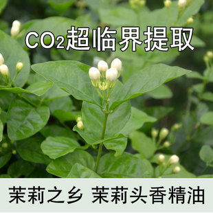 中国小花茉莉单方精油天然植物超临界Co2萃取鲜花萃取冷香仪愉悦