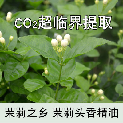 广西茉莉花单方植物精油鲜花萃取