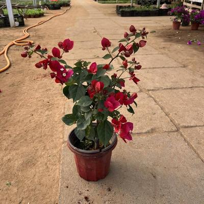 三角梅盆栽带花发货四季开花绿植好养室外绿樱红樱重瓣花卉除甲醛