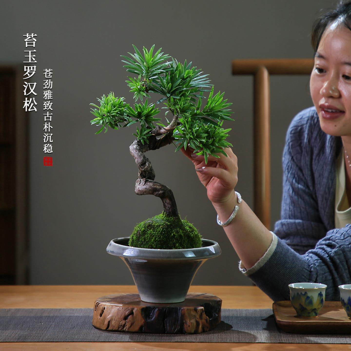 罗汉松盆景老桩植物盆栽雀舌树苗造型树室内花绿植桌面微景观好养