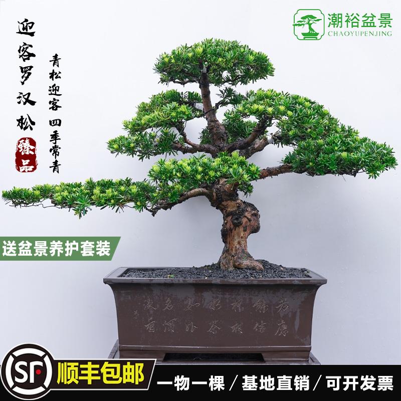 高端罗汉松造型地景树室内植物庭院迎客松真树老桩客厅办公室盆栽