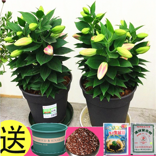 香水百合花盆栽质量怎么样 香水百合花盆栽口碑怎么样 小麦优选