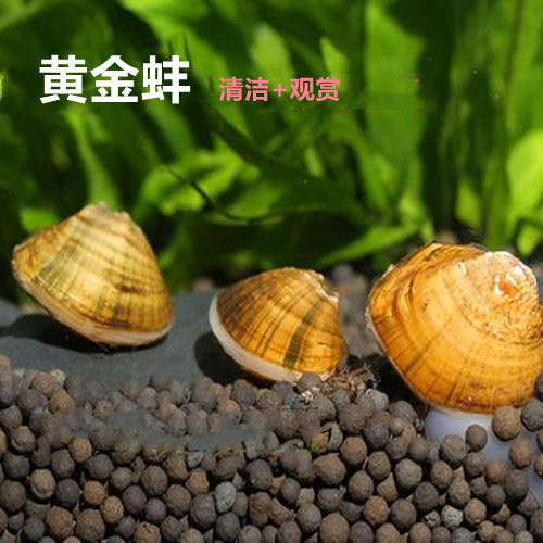 包邮热带鱼缸过滤材料黄金蚬观赏螺小河蚌贝壳 除绿水除藻净水质在类目 宠物/宠物食品及用品, 水族世界, 其它水族宠物中 - 来自Buy2taobao.com提供专业的淘宝代购服务
