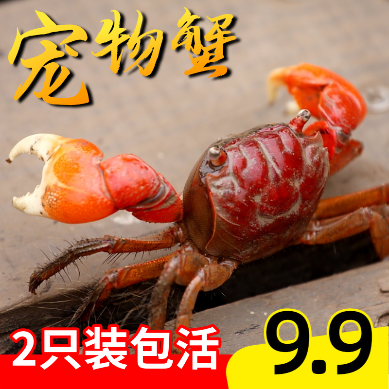 小螃蟹活物淡水观赏蟹相手将军蟹