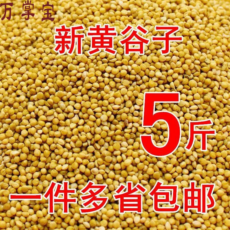 玄凤 文鸟 虎皮鹦鹉吃的小黄米谷子带壳饲料鸟食鸟粮5斤