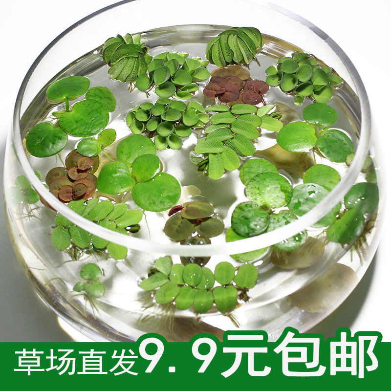 鱼缸水草浮萍活体净化景观