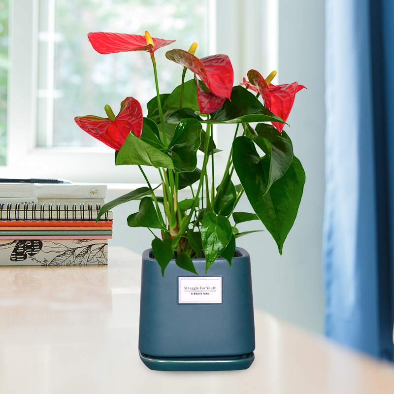 花语自由红掌盆室内大盆植客厅耐阴花语自由物四季开花栽植净化空