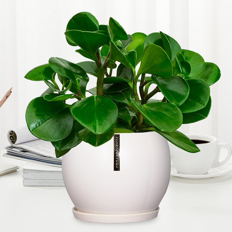 花语自由豆瓣绿青叶碧玉桌面盆栽客厅办公室绿植花卉四季常青植物