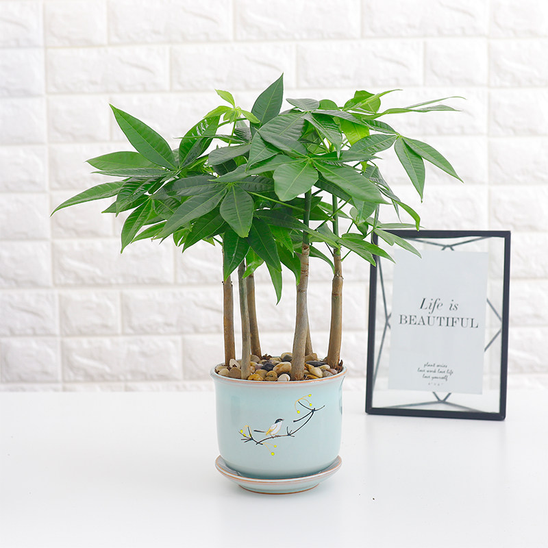 发财树盆栽招财树植物办公室内桌面植物四季常青招财盆栽寓意吉祥