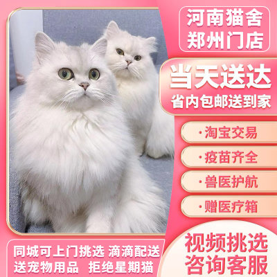 布偶猫长毛纯种海双赛季