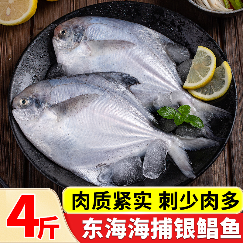 东海白鲳鱼银鲳鱼整箱4斤商用