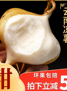 &云南凉薯新鲜现挖地瓜白萝卜地萝卜农家特产沙葛土番薯白心即食
