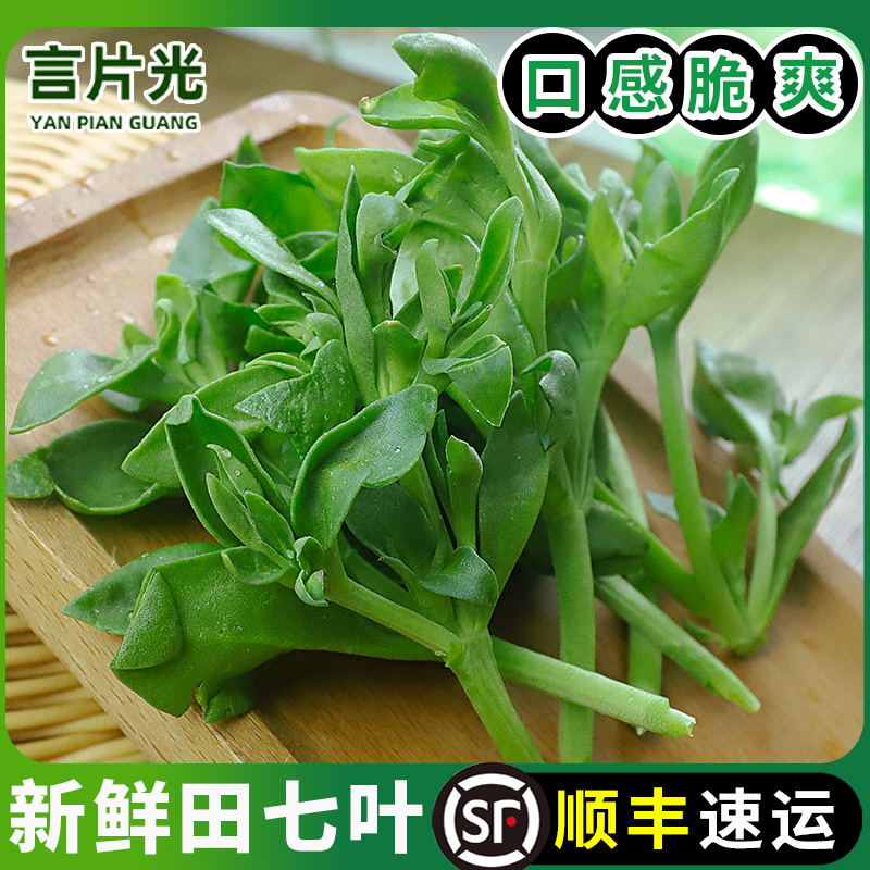 云南新鲜田七叶产地直发