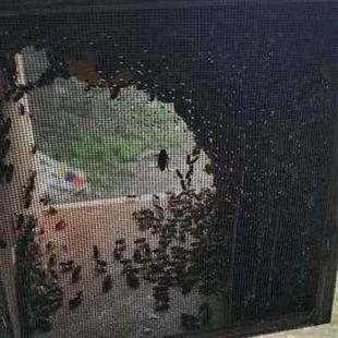 中蜂蜂群蜜蜂蜂蜂群蜜蜂蜂群土群带中箱蜂蜂XAI蜂群带子脾整箱笼