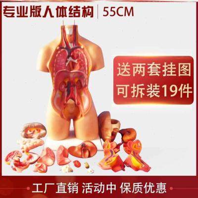 探秘人体结构模型内脏可拆卸男女性五脏六腑四肢躯干玩具半身道具