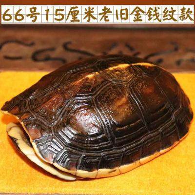 高档龟壳摇卦富甲天下手把件文玩冷门把件盘玩真乌龟壳手盘男随身