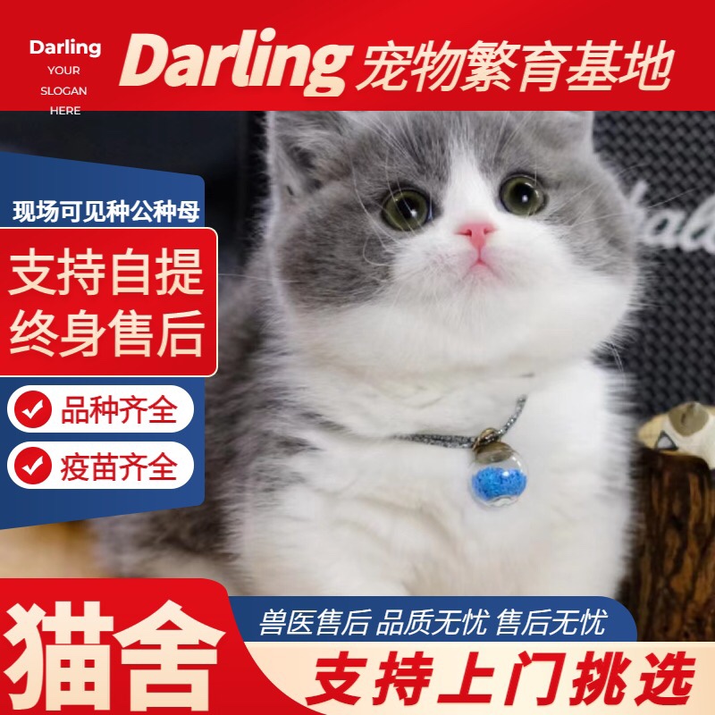 【厦门猫舍】英短蓝白矮脚猫曼基
