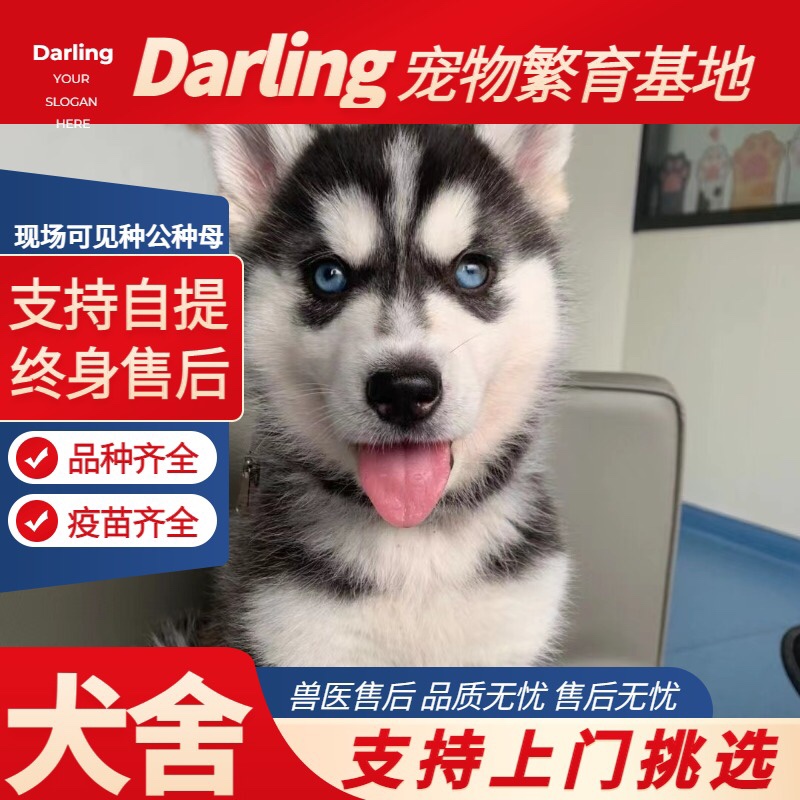 【珠海犬舍】出售纯种哈士奇幼犬