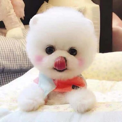 济宁纯种博美幼犬茶杯犬长不大小