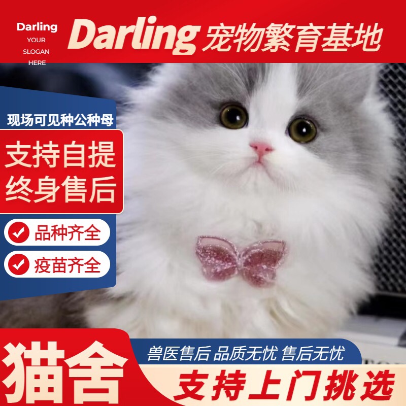 【成都猫舍】拿破仑银白矮脚猫长