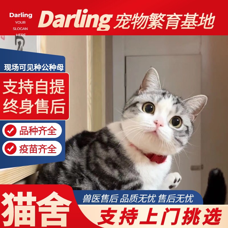 【梅州猫舍】活体虎斑猫矮脚猫纯