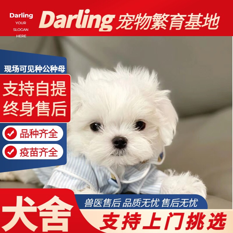 【银川犬舍】纯种马尔济斯犬韩系