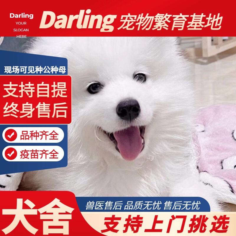 【重庆犬舍】纯种萨摩耶幼犬白色