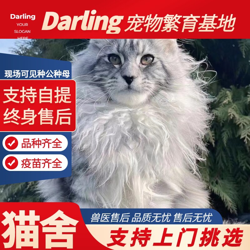 【成都猫舍】银虎斑缅因猫纯种缅