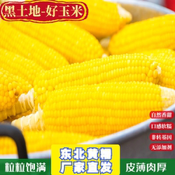 王老宝2025新东北青糯玉米棒220克10支黄金黑糯香甜真空包装礼盒