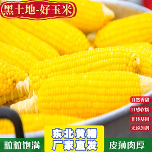 王老宝2025新东北青糯玉米棒220克10支黄金黑糯香甜真空包装礼盒