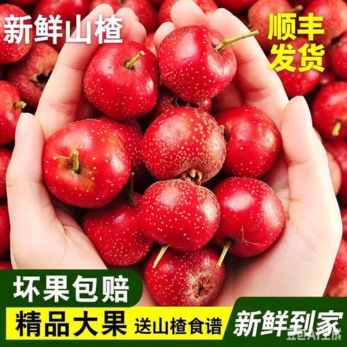 山楂新鲜山楂果酸甜软糯坏果包赔