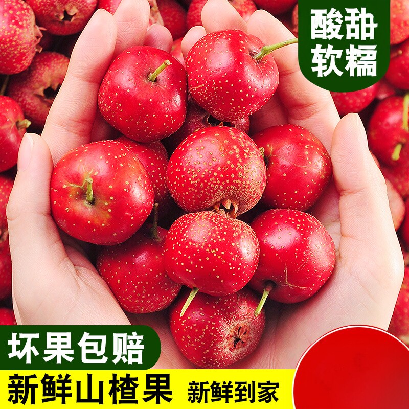 新鲜山楂果棉球山楂鲜果大果山里红冰糖葫芦用
