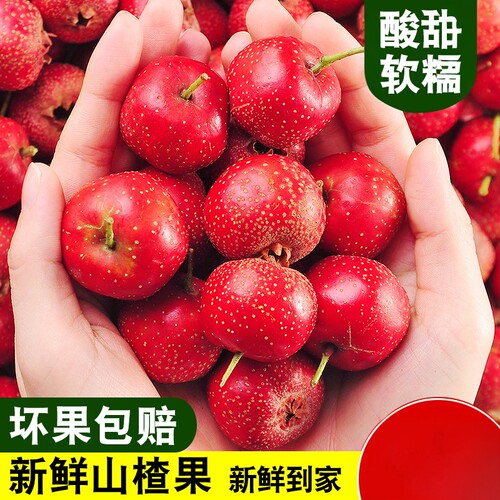 山楂新鲜山楂果酸甜软糯坏果包赔