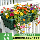 家庭塑料花盆阳台种菜槽家用悬挂栏杆盆花架草莓盆栽专用种植挂架