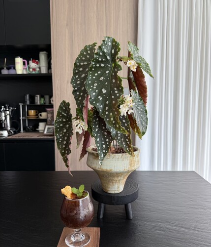 植物优选 秋海棠鳟鱼 粉旗鱼 乌头杂 顺丰包邮