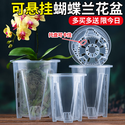 真养根壮根简约透明蝴蝶兰花盆