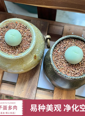 鸽子蛋肉锥多肉生石花植物肉肉植物萌肉肉组合盆栽室内阳台办公室
