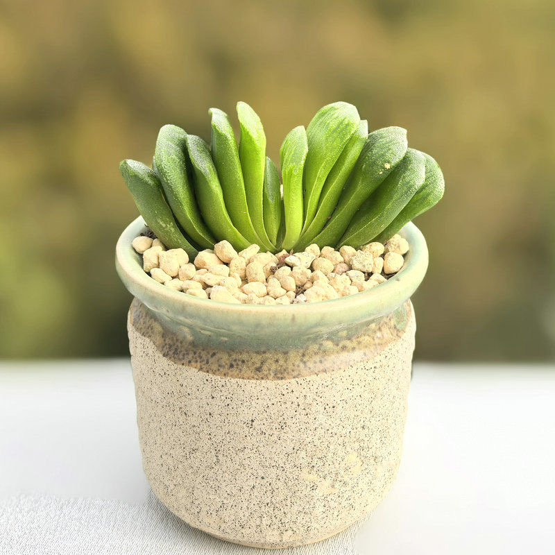 植物绿玉扇阳台室内冰灯露