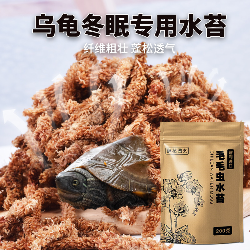 乌龟爬宠专用冬眠水苔智利进口
