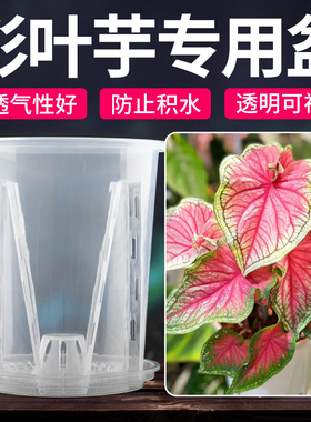 热植海芋专用花盆秋海棠彩叶芋塑料透气控根白色青山透明活性保持