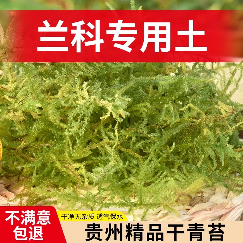 青苔铁皮石斛种植营养土干苔藓