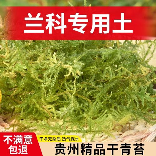 青苔铁皮石斛种植营养土干苔藓