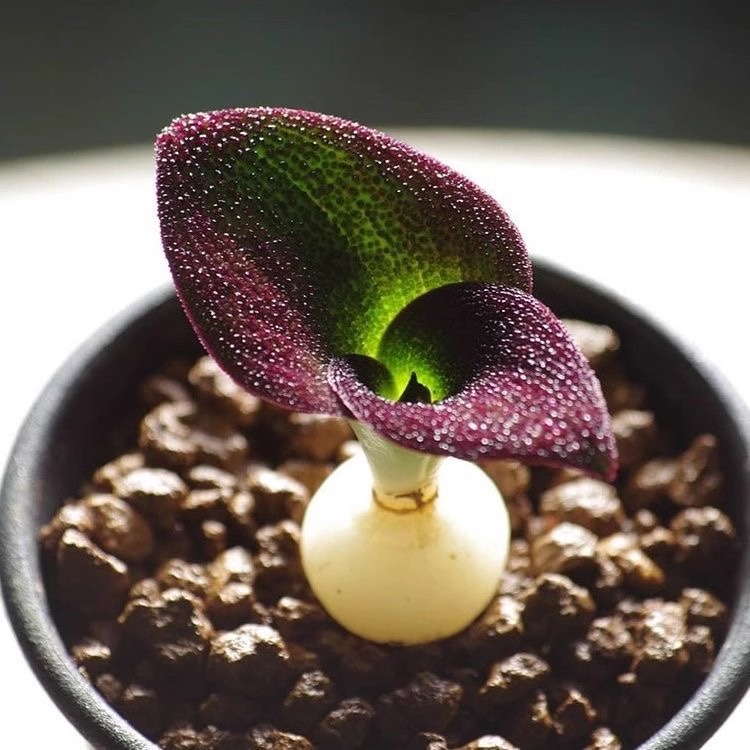 香味有稀花卉艳镜球根盆栽