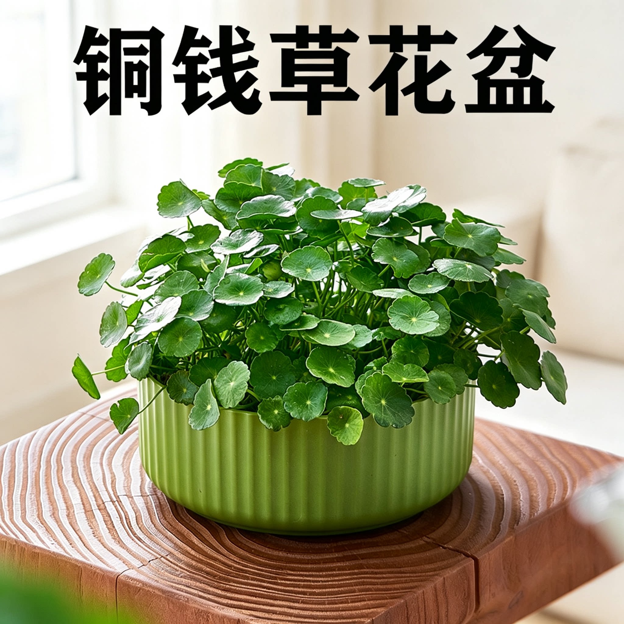 铜钱草花盆大号水培花盆塑料一叶莲金钱草睡莲水莲花无孔水仙花盆