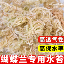 花多多蝴蝶兰专用水苔干水苔贵州海苔藓植料养兰花石斛营养土垫材