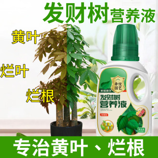 发财树营养液肥料专用肥治叶子发黄掉叶烂根室内盆栽植物花肥通用